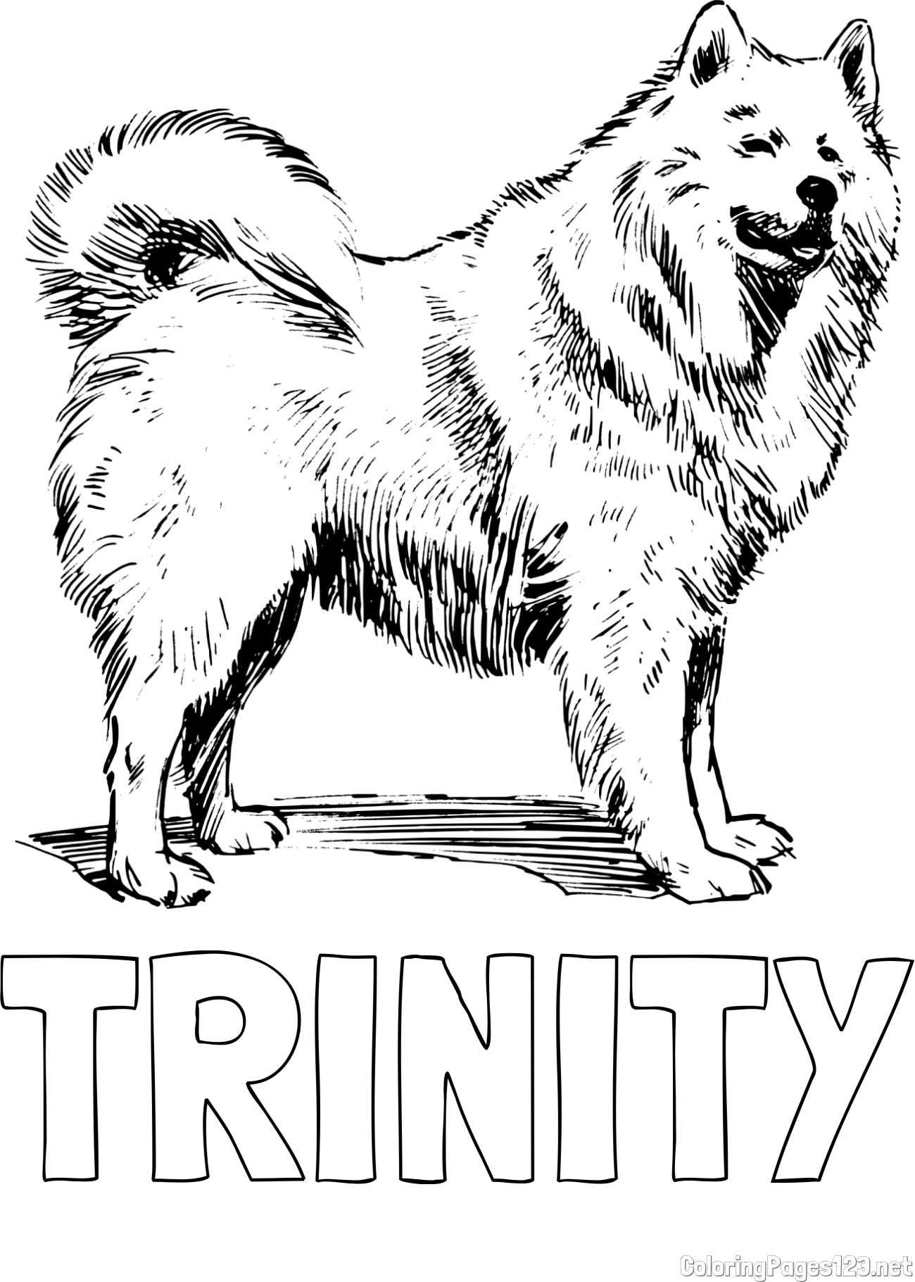 TRINITY Coloring Page and Coloring Page of a Beautiful Siberian Husky