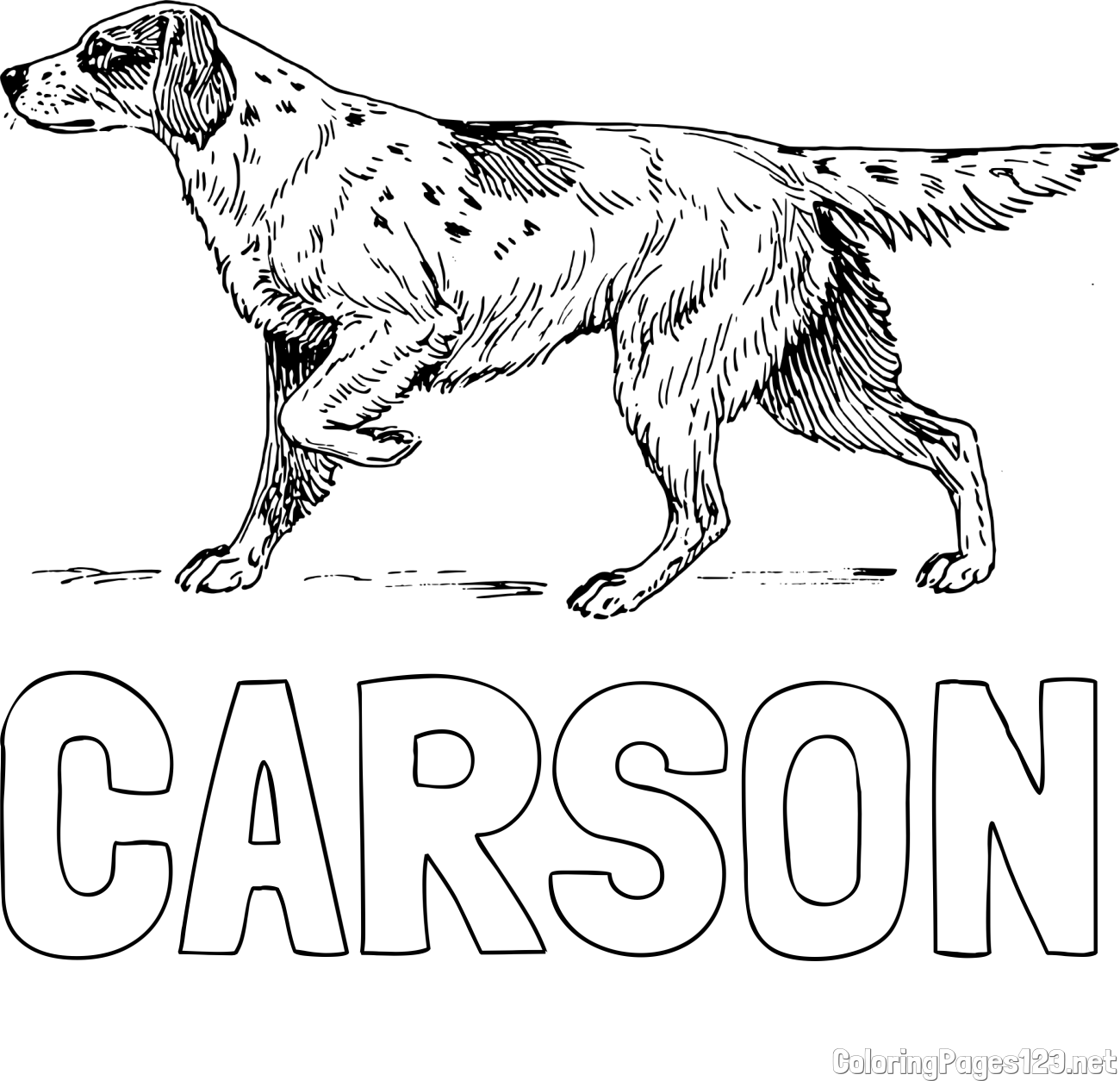 CARSON Coloring Page and Coloring Page of a Hunting Dog