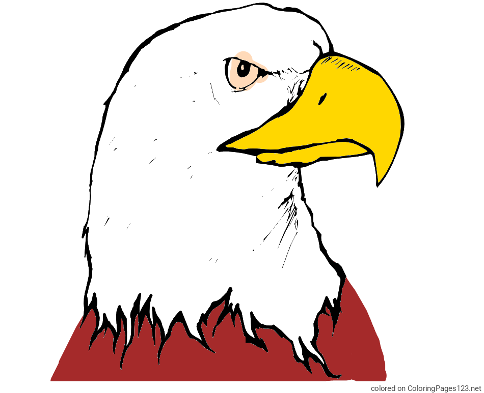 Colored coloring page - American Bald Eagle Head Coloring Page