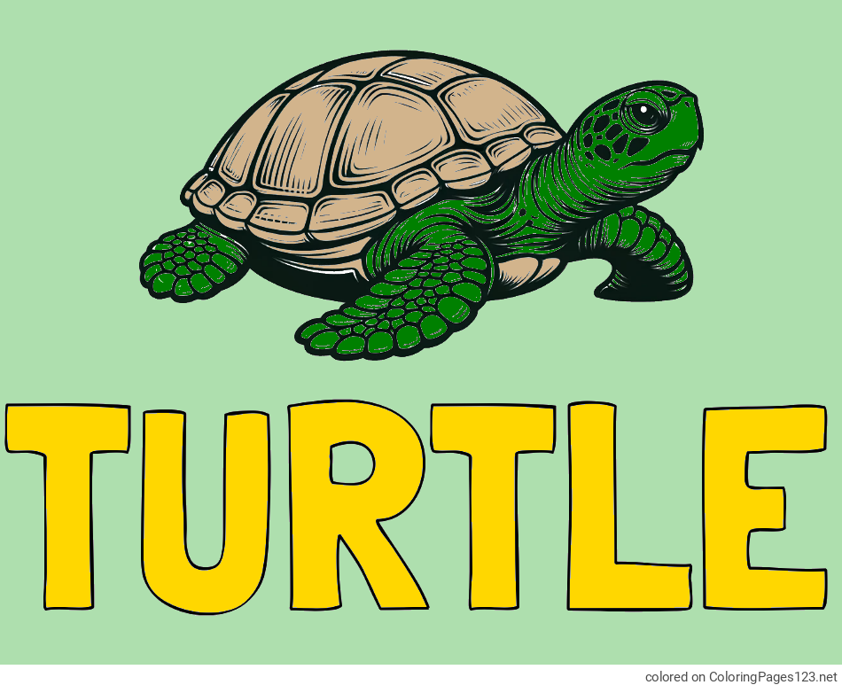 Colored coloring page - TURTLE Coloring Page and Coloring Page of a Realistic Turtle