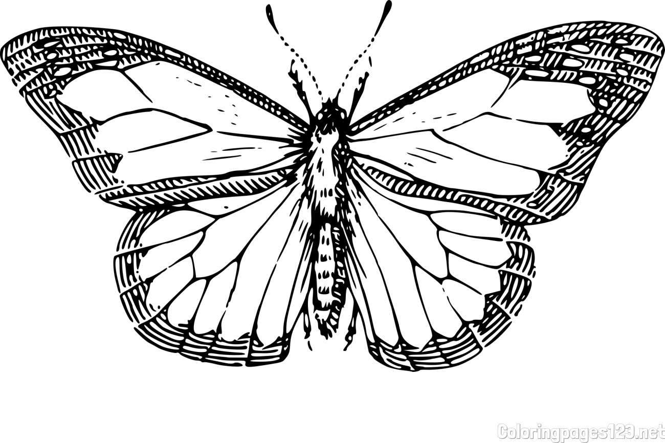 Coloring Page of a Realistic Butterfly