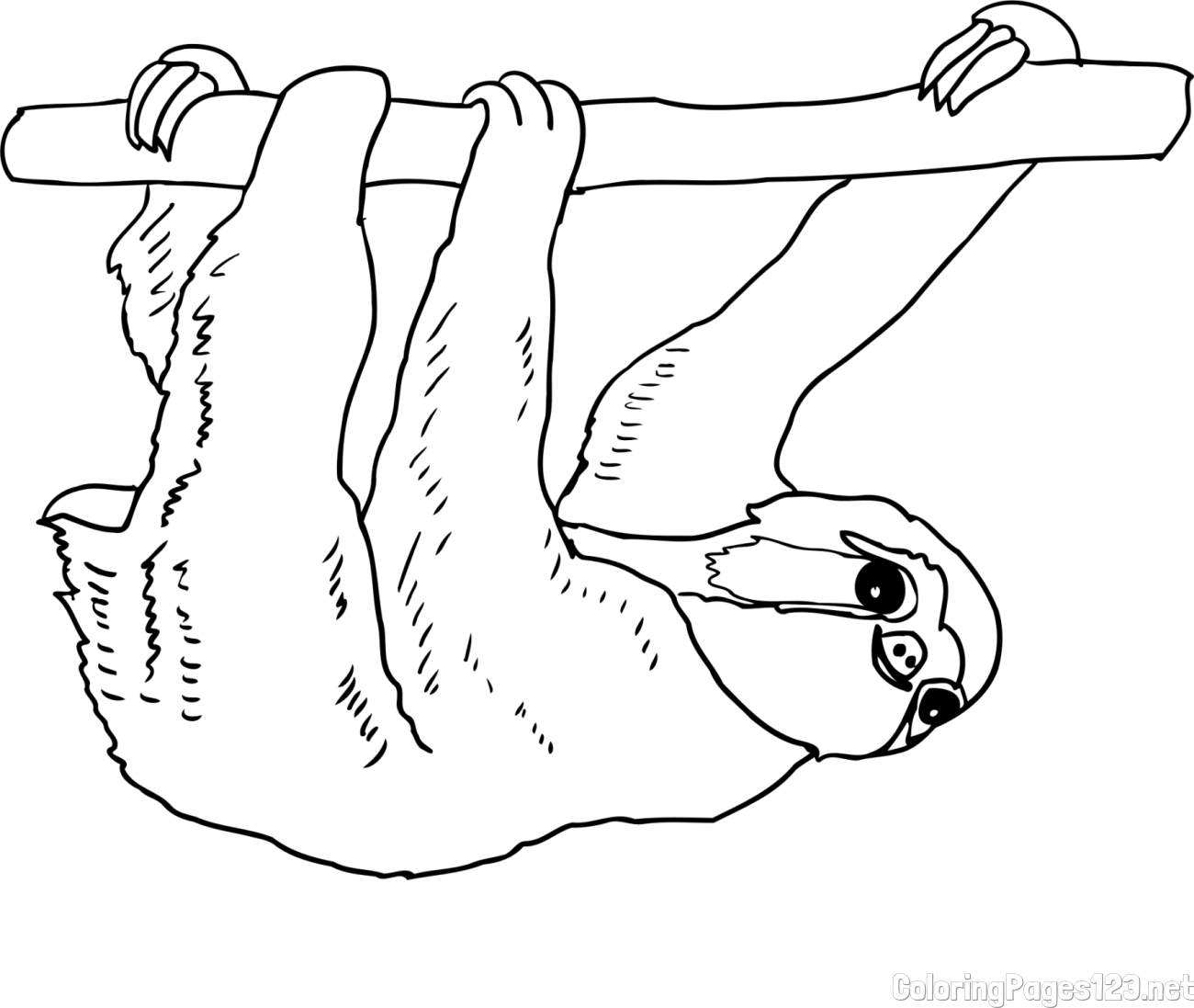 Cute Sloth Coloring Page for Kids