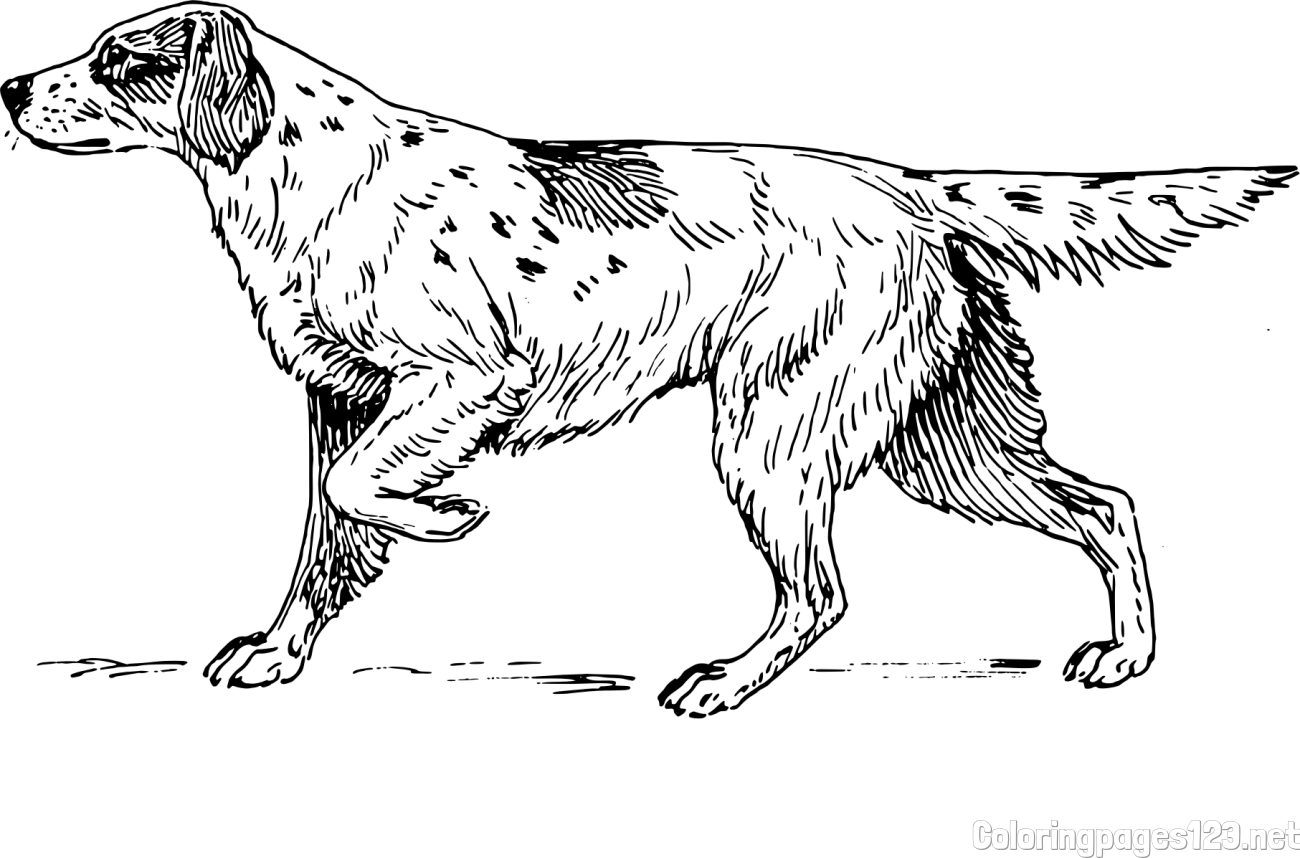 Coloring Page of a Hunting Dog