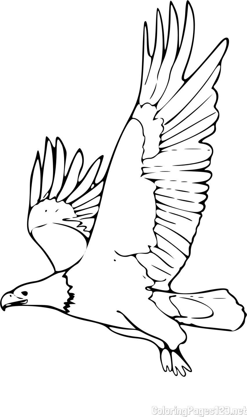 Majestic Eagle in Flight Coloring Page