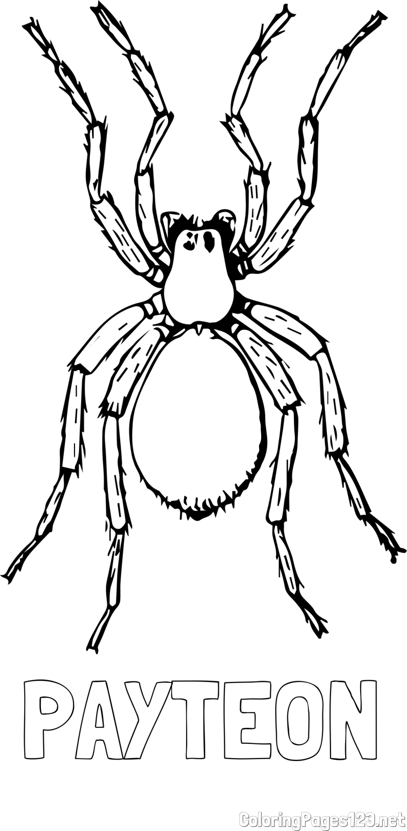 PAYTEON Coloring Page alongside Realistic Tarantula Coloring Page