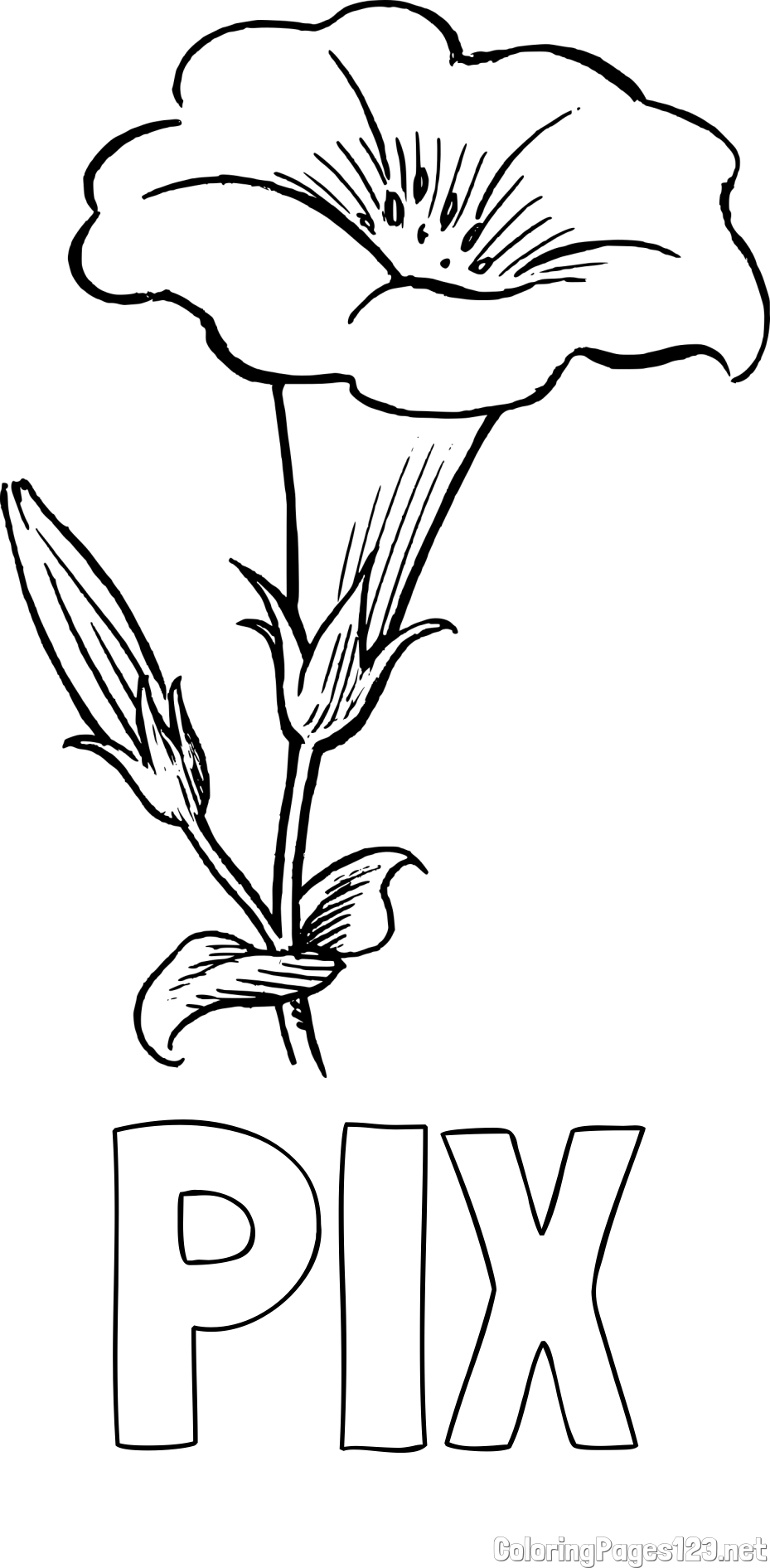 PIX Coloring Page alongside Realistic Gamopetalous Flower Coloring Page