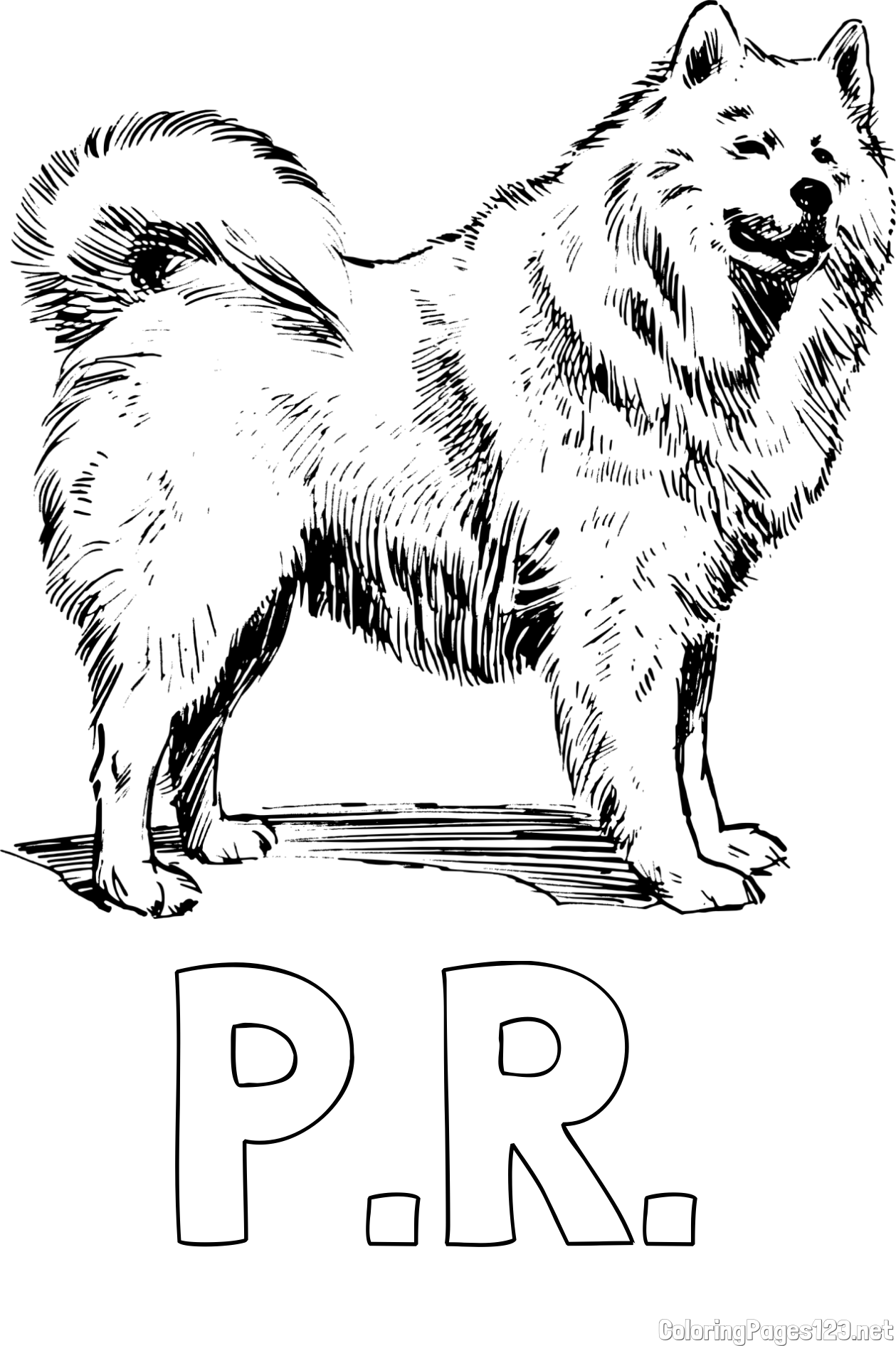 P.R. Coloring Page and Coloring Page of a Beautiful Siberian Husky