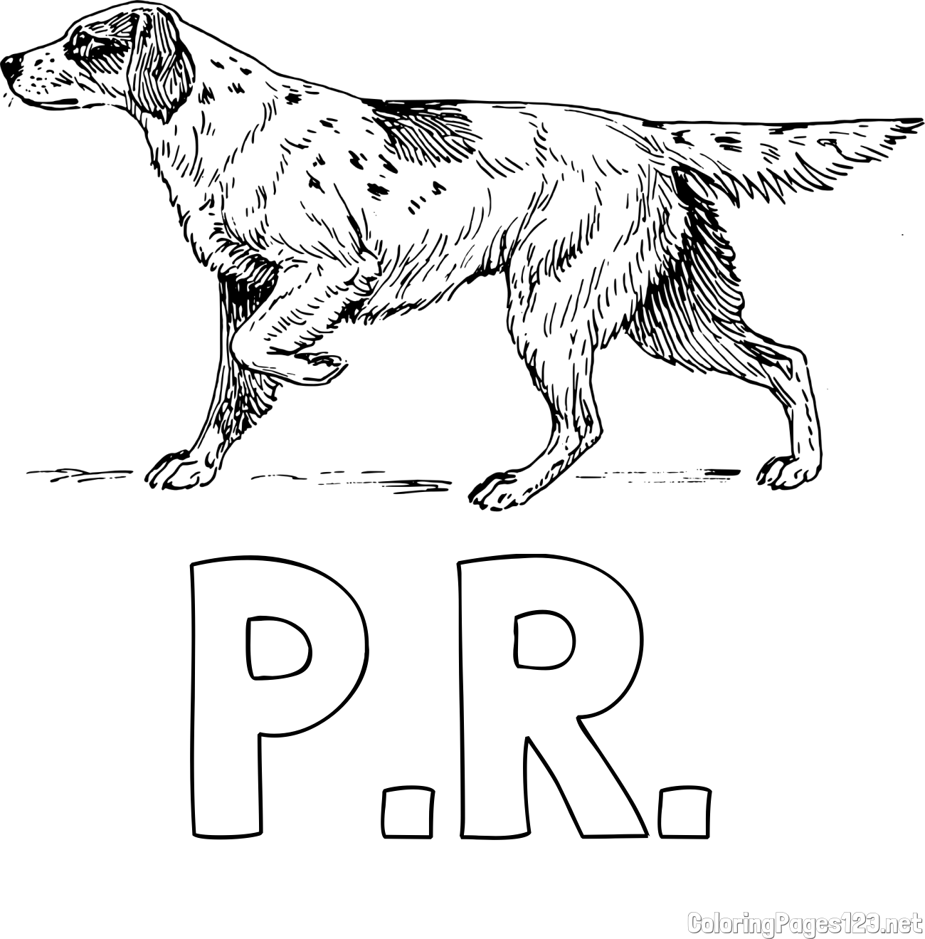 P.R. Coloring Page and Coloring Page of a Hunting Dog