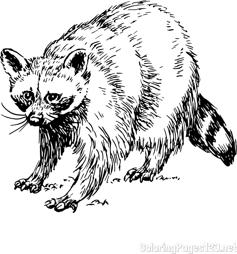 Realistic Badger Coloring Page