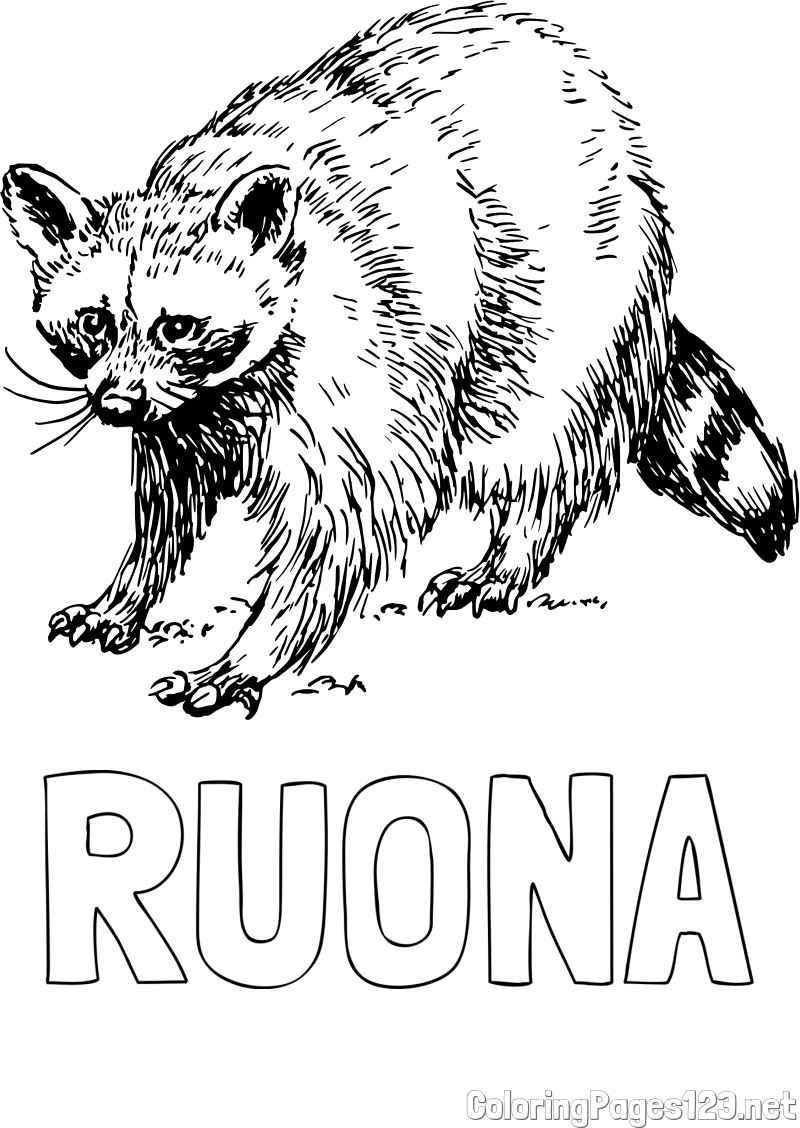RUONA Coloring Page and Realistic Badger Coloring Page