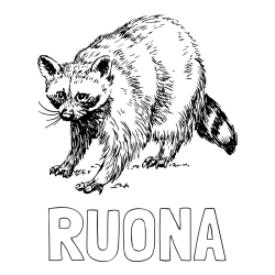 Online Created Coloring Page - RUONA Coloring Page and Realistic Badger Coloring Page